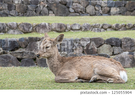 奈良市若草山山腳下的母鹿 奈良市若草山山腳下的母鹿 125055904