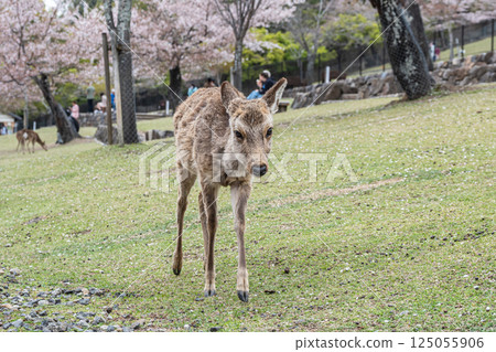 Female deer at the foot of Mount Wakakusa, Nara City 125055906
