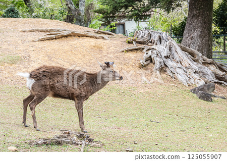 Male deer at the foot of Mount Wakakusa, Nara City 125055907