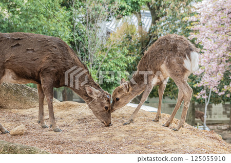 奈良市奈良公園的鹿（雄性和雌性） 125055910