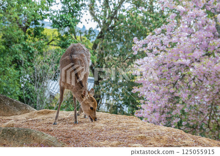 Female deer with cherry blossoms in the background, Nara Park, Nara City Female deer with cherry blossoms in the background, Nara Park, Nara City 125055915