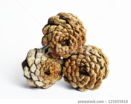 白色背景中的大松果 125055918
