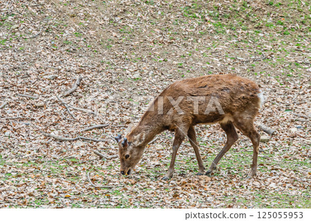 Male deer in Nara Park, Nara City Male deer in Nara Park, Nara City 125055953