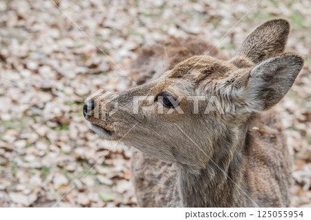 奈良市奈良公園的母鹿 125055954