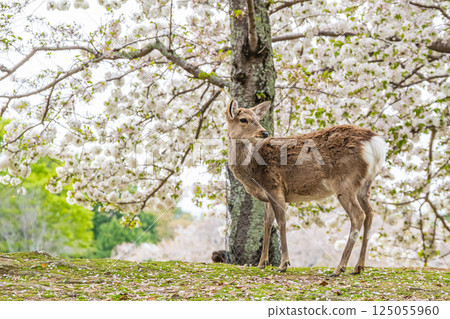 奈良市奈良公園,一隻雌鹿,背景為盛開的櫻花 奈良市奈良公園,一隻雌鹿,背景為盛開的櫻花 125055960