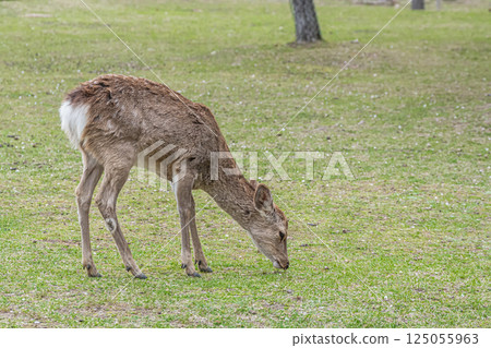 Female deer in Nara Park, Nara City Female deer in Nara Park, Nara City 125055963