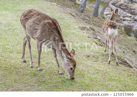 奈良市奈良公園的母鹿 奈良市奈良公園的母鹿 125055966