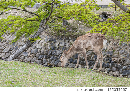 Female deer in Nara Park, Nara City 125055967