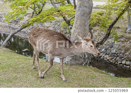 奈良市奈良公園的母鹿 125055969