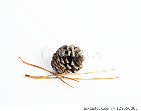 Pine cones on white background 125056065