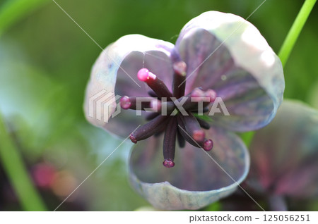 初夏的木通花 125056251