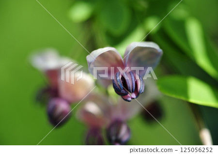 初夏的木通花 125056252