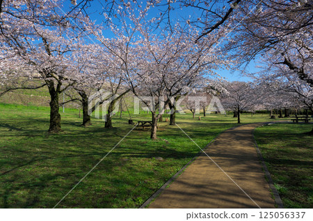 Sayama Park in the season of cherry blossoms - Promenade at the Sakura-no-Kaze Square Sayama Park in the season of cherry blossoms - Promenade at the Sakura-no-Kaze Square 125056337