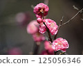 小白 125056346