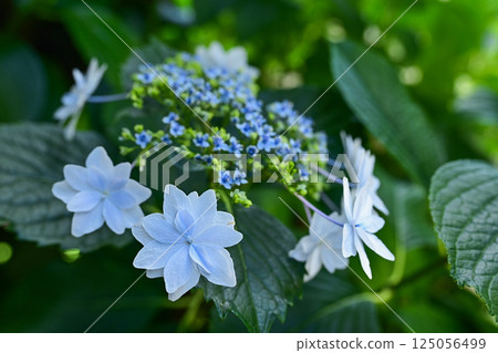 Blue hydrangea Blue hydrangea 125056499