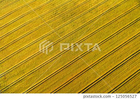Drone aerial view with wheat field at sunrise Drone aerial view with wheat field at sunrise 125056527