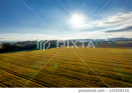 Drone shot at sunrise with wheat field in summer 125056528