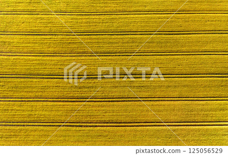 Drone shot with wheat field at sunrise 125056529