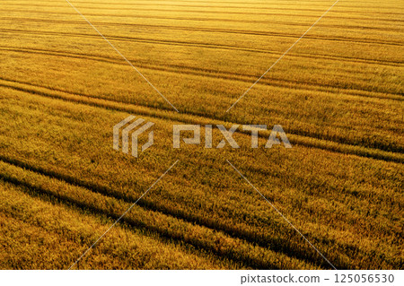 Wheat field at sunrise, drone aerial view 125056530