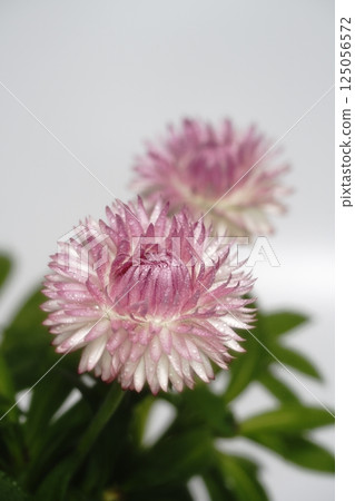 Heliclisum flowers 125056572
