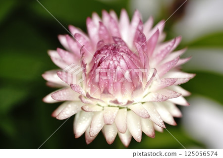 Heliclisum flowers 125056574