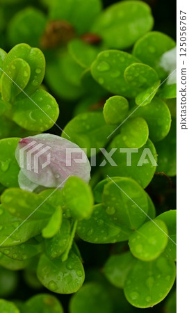 Succulents with water droplets 125056767