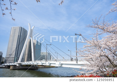 東京：隅田川沿岸的櫻花與高層公寓大樓 125056951