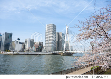 Tsukuda, Chuo Ward, Tokyo Cherry blossoms and high-rise apartment buildings along the Sumida River 125056955