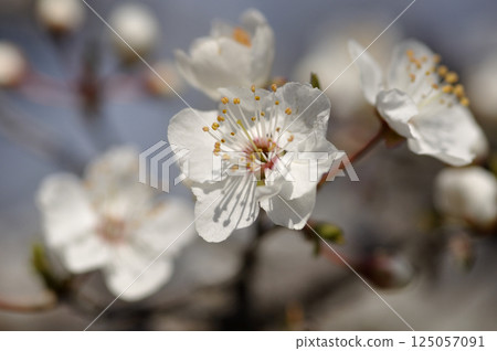 春天果園裡的梅花 125057091