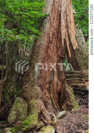 Kasugayama Primeval Forest, Nara City 125057180
