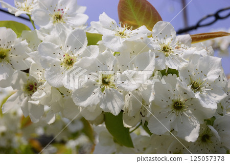Pear blossoms blooming in an orchard in early summer 125057378