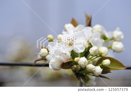 Pear blossoms blooming in an orchard in early summer 125057379