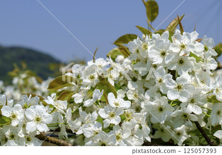 初夏果園盛開的梨花 125057393