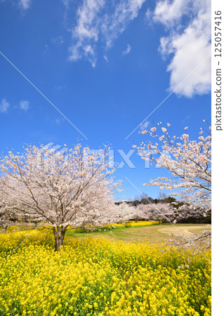 Sakura and rape flower 125057416