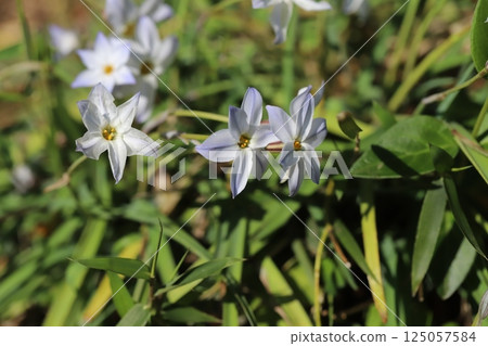 White leek flowers blooming in the spring garden 125057584