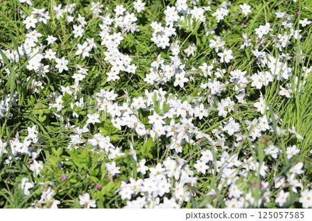 White leek flowers blooming in the spring garden 125057585
