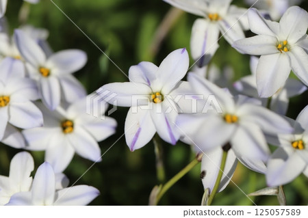 春天花園裡盛開的白韭菜花 春天花園裡盛開的白韭菜花 125057589