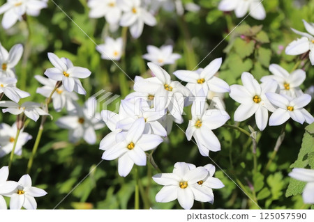 春天花園裡盛開的白韭菜花 春天花園裡盛開的白韭菜花 125057590