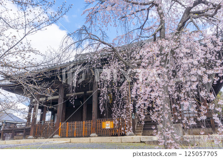 京都，立本寺，主殿和盛開的垂枝櫻花 125057705
