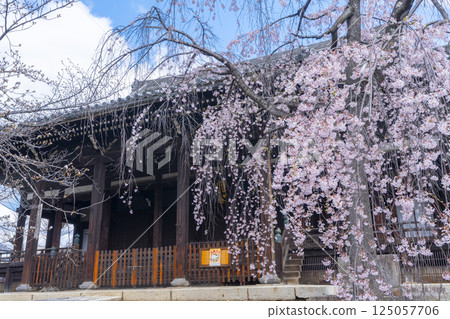 Kyoto, Ritsuhonji Temple, main hall and weeping cherry blossoms in full bloom 125057706