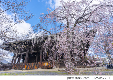 Kyoto, Ritsuhonji Temple, main hall and weeping cherry blossoms in full bloom Kyoto, Ritsuhonji Temple, main hall and weeping cherry blossoms in full bloom 125057707