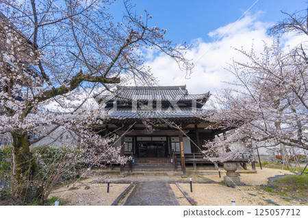 京都、立本寺、四神閣和盛開的櫻花 京都、立本寺、四神閣和盛開的櫻花 125057712