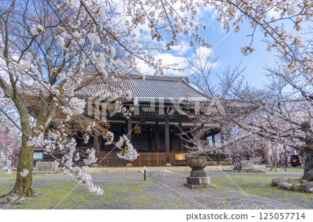 Kyoto, Ritsuhonji Temple, main hall and cherry blossoms in full bloom 125057714