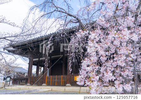 Kyoto, Ritsuhonji Temple, main hall and weeping cherry blossoms in full bloom 125057716