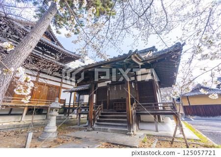 Kyoto, Ritsuhonji Temple, Myoken-do Hall and cherry blossoms 125057721