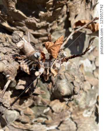 冬天不會掉落的樹葉 125057742