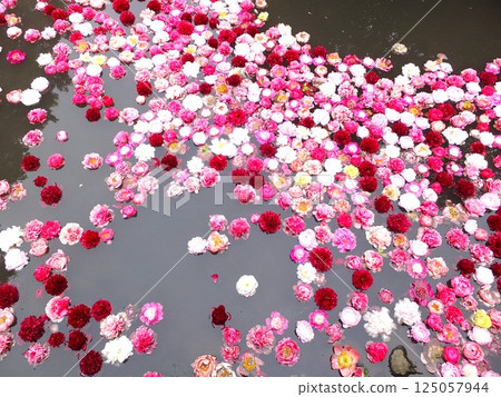 池塘裡漂浮的牡丹花 125057944