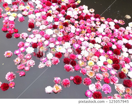 池塘裡漂浮的牡丹花 池塘裡漂浮的牡丹花 125057945