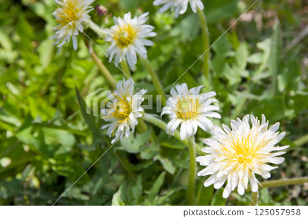 White Japanese Dandelion White Japanese Dandelion 125057958