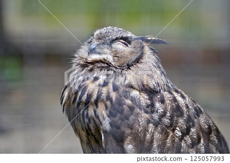 Owl sleeping with eyes closed 125057993